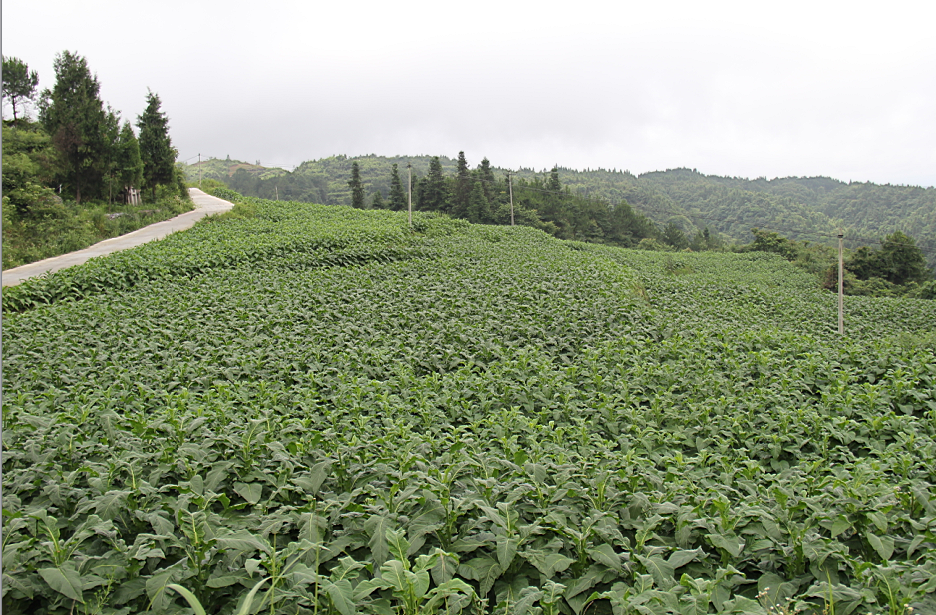 二坪村(重慶市酉陽土家族苗族自治縣大溪鎮二坪村)