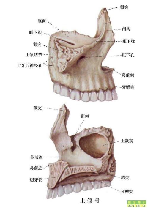 上頜結節