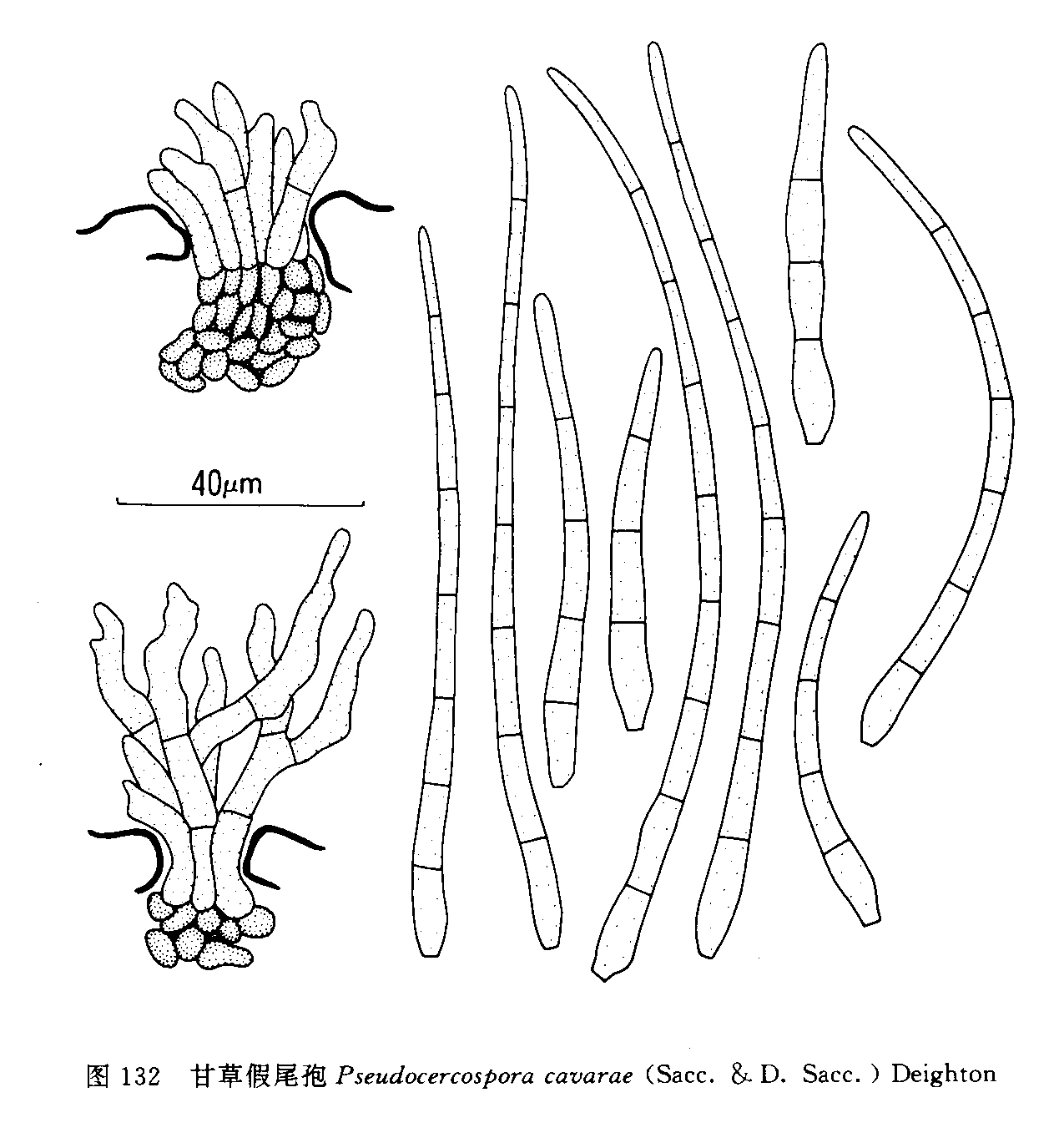 甘草假尾孢