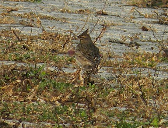 鳳頭百靈西西里島亞種