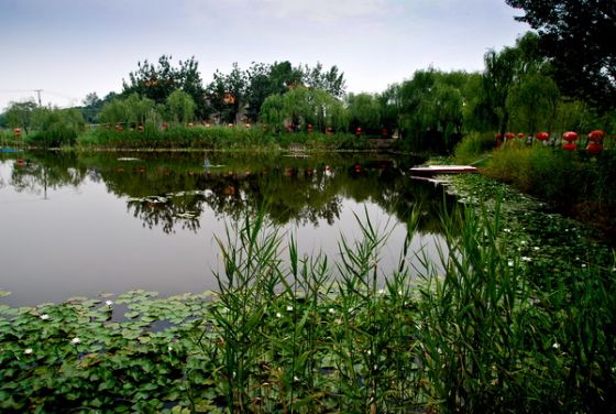 山東馬踏湖國家濕地公園