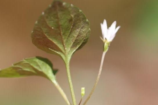 Campanula rotundifolia \x27Olympica\x27