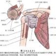 肩胛盂前唇和前側關節囊修復術