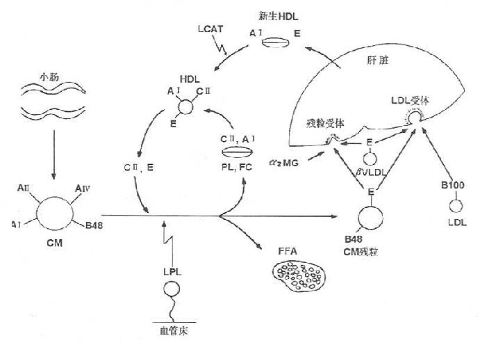 脂蛋白微粒