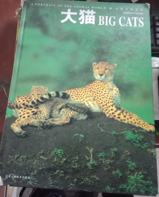 動物世界寫真大貓