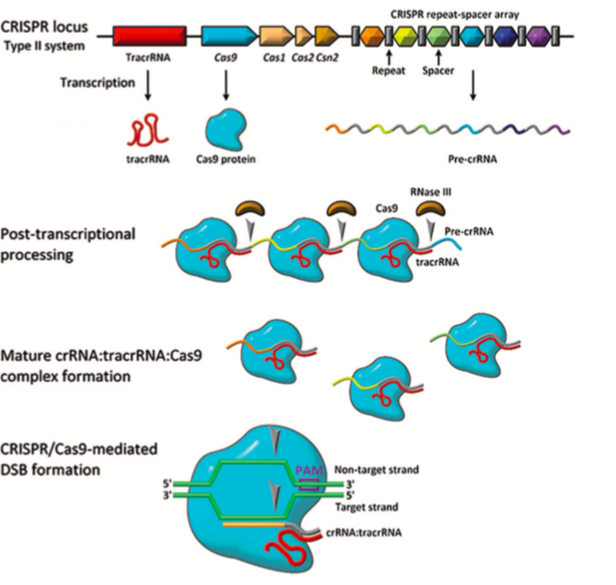 CRISPR/Cas 系統