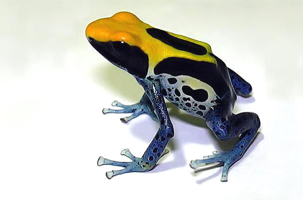 黃頭箭毒蛙