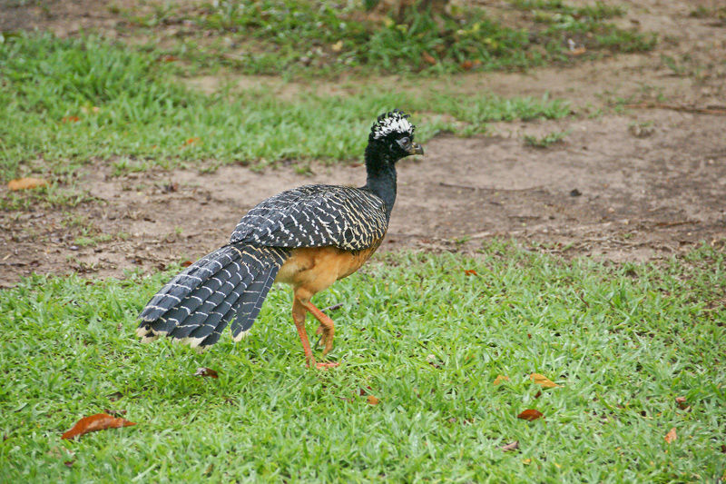 巴西鳳冠雉