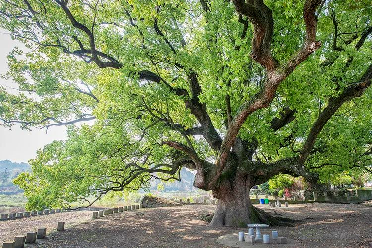 黃梅縣香樟園生態旅遊區