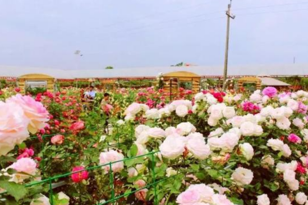 歐月花海風情園