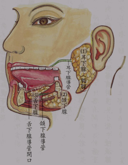 舌抵上齶