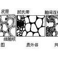 植物體內運輸