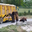 10·17上海野生動物園動物傷人事件