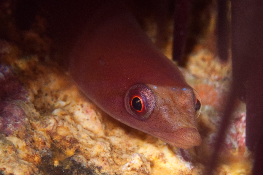 莫氏隱喉盤魚