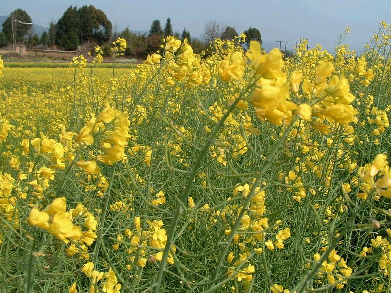 油菜種植