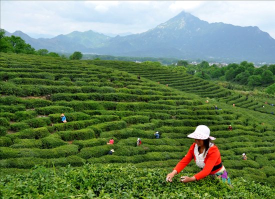 岳西茶葉