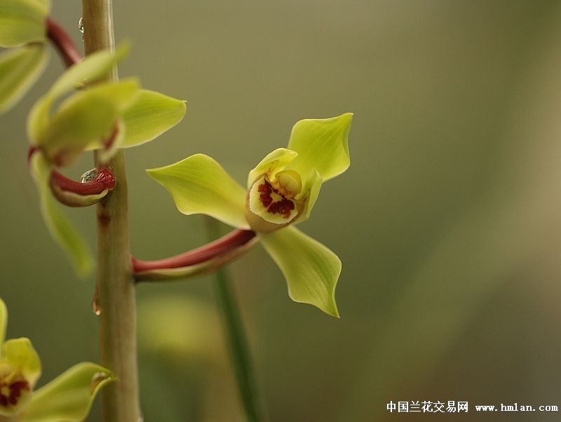 丁小荷