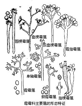 霜霉科主要屬的形態特徵