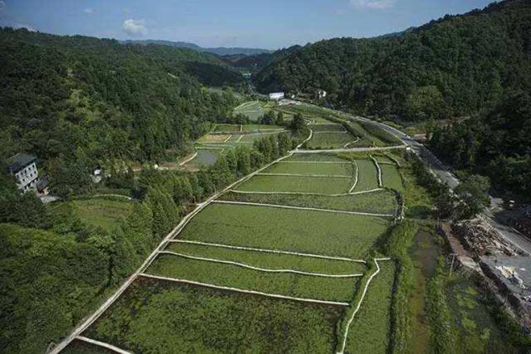 石柱蓴菜生產基地