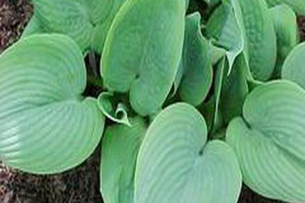 Hosta \x27Fragrant Blue\x27