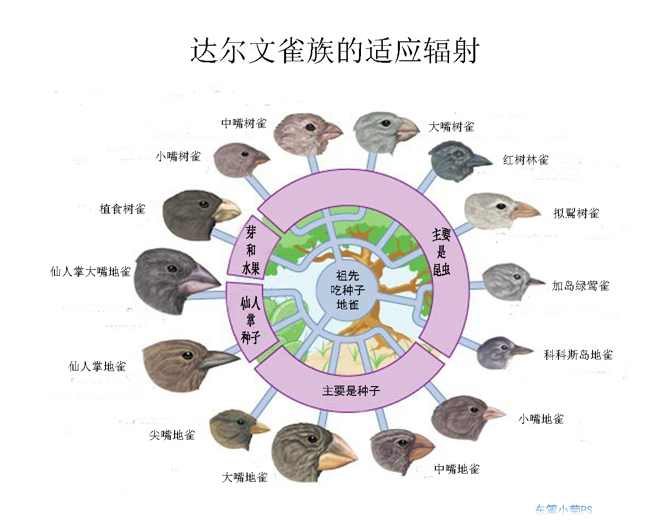 達爾文雀族(達爾文地雀)