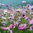 企嶺格桑花海