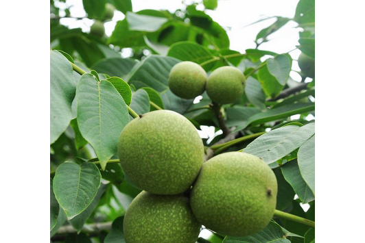 煙臺野核桃家系6號