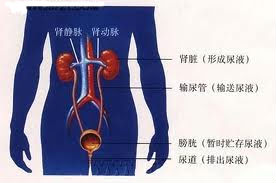 妊娠遺尿