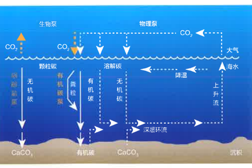 溶解無機碳