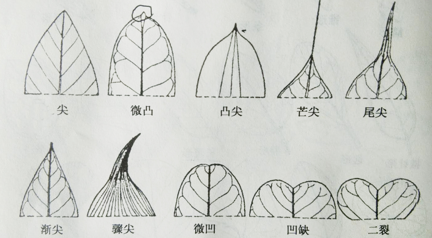 葉片(葉的主體部分)