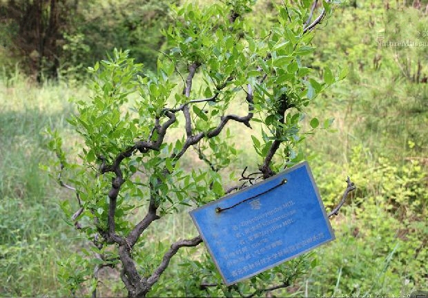 宣城尖棗(生物物種)