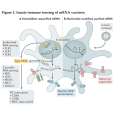 mRNA-1273