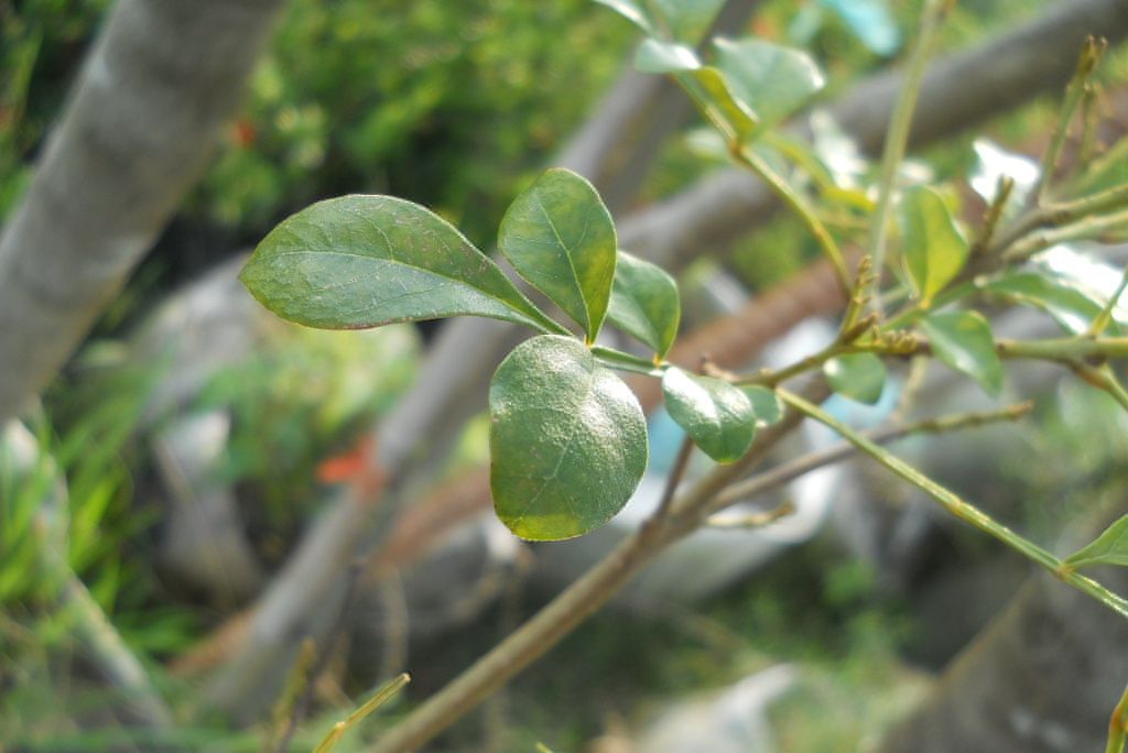 興山蠟樹