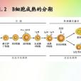 記憶B細胞