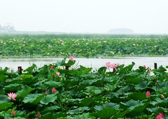 沿湖農場