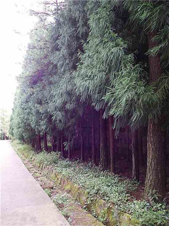 四川天馬山國家森林公園