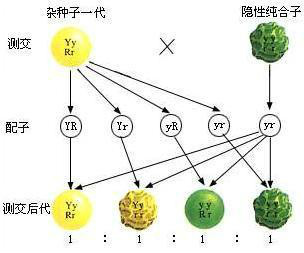 基因的自由組合定律