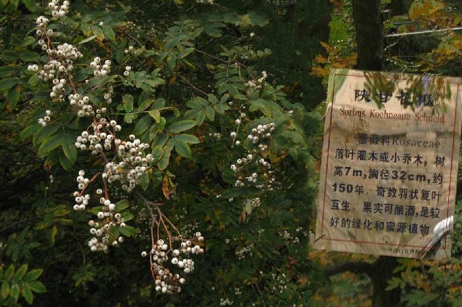 陝甘花楸太白山個體14