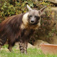 棕鬣狗
