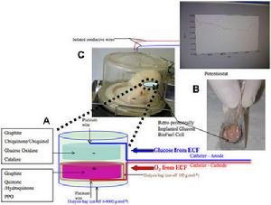 葡萄糖生物燃料電池