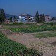 建華村(安徽宿州市蕭縣趙莊鎮建華村)