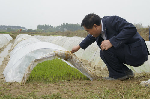 粉壟栽培計畫