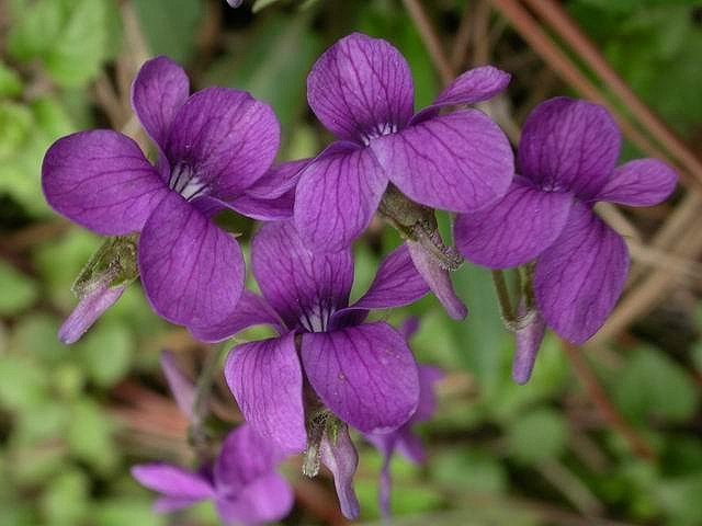 紫花地丁