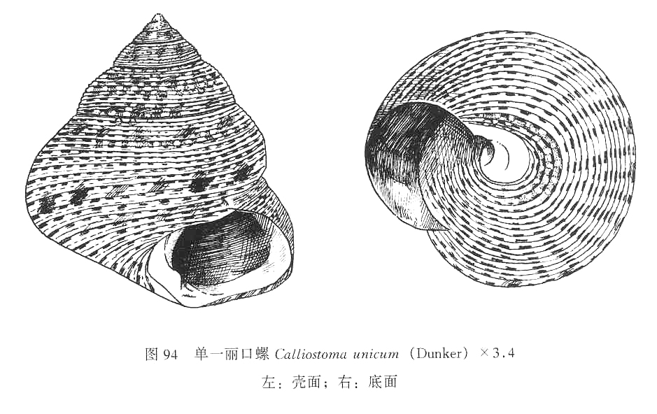 單一麗口螺