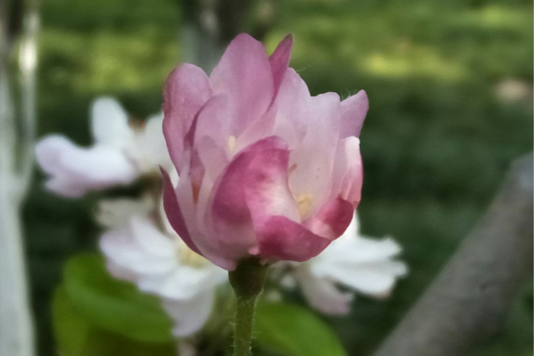 美麗髯舌花