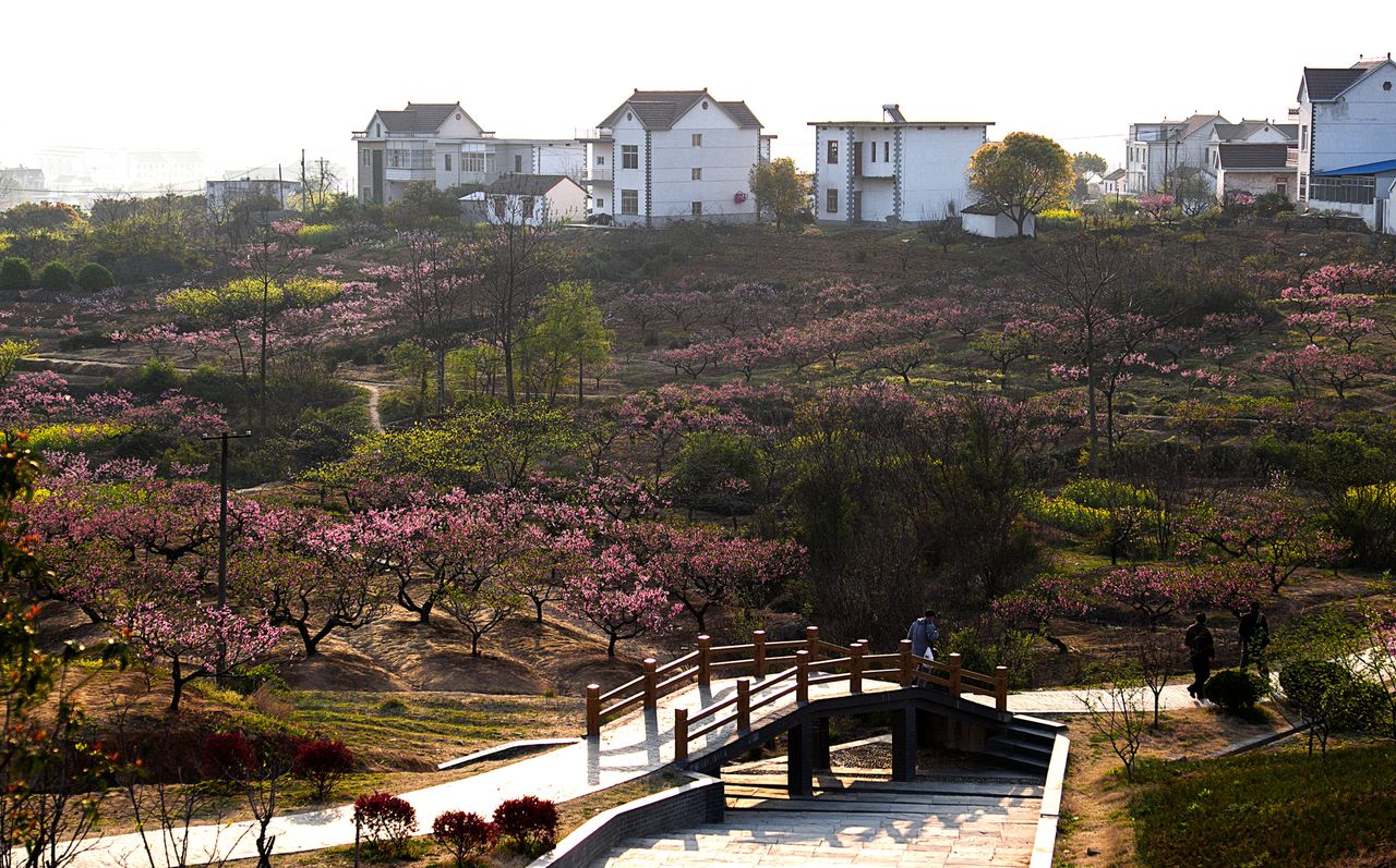 桃花村(貴州省安順市平壩區齊伯鄉桃花村)