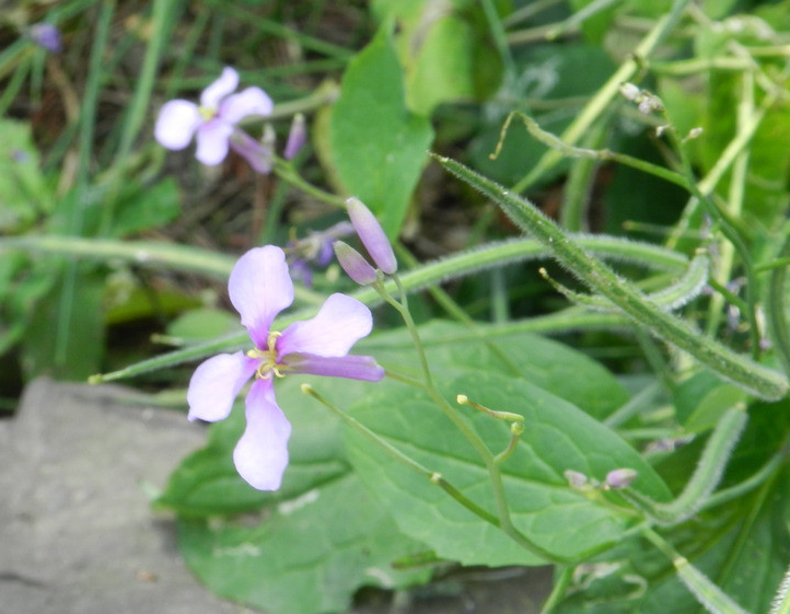 小花棘豆（原變種）