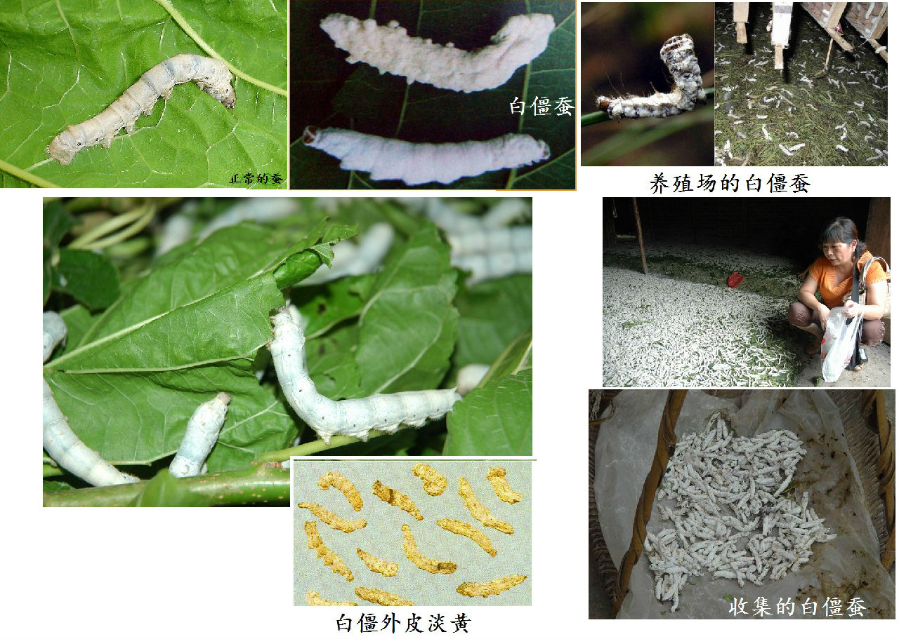 白僵蠶形成和收集過程