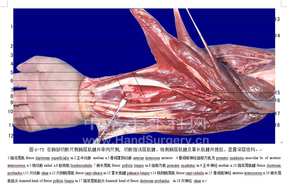 顯微外科臨床解剖學圖譜