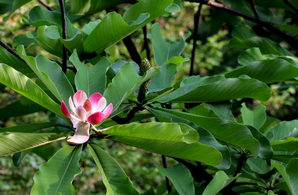 紅花木蓮(作者破船的隨筆)